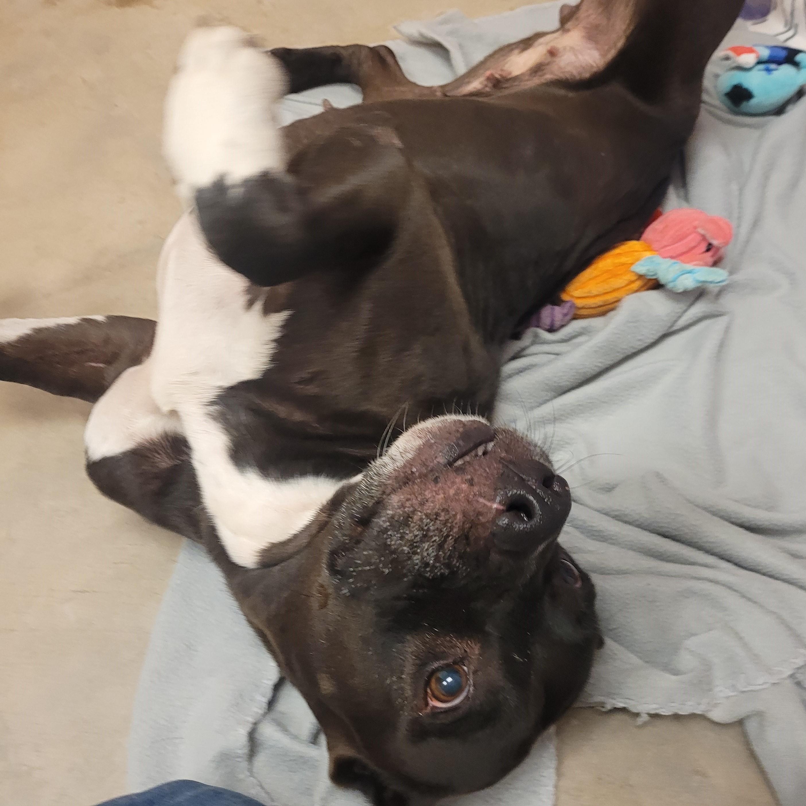 Enlarge Alma, a ADOPTABLE mixed breed in ALPINE, TX image 5/6
