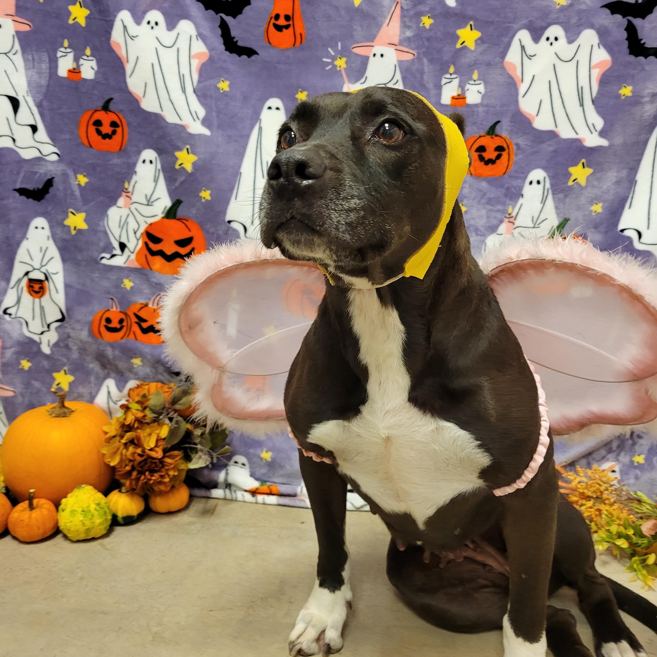 Alma, Adoptable, Adult Female Pit Bull Terrier.