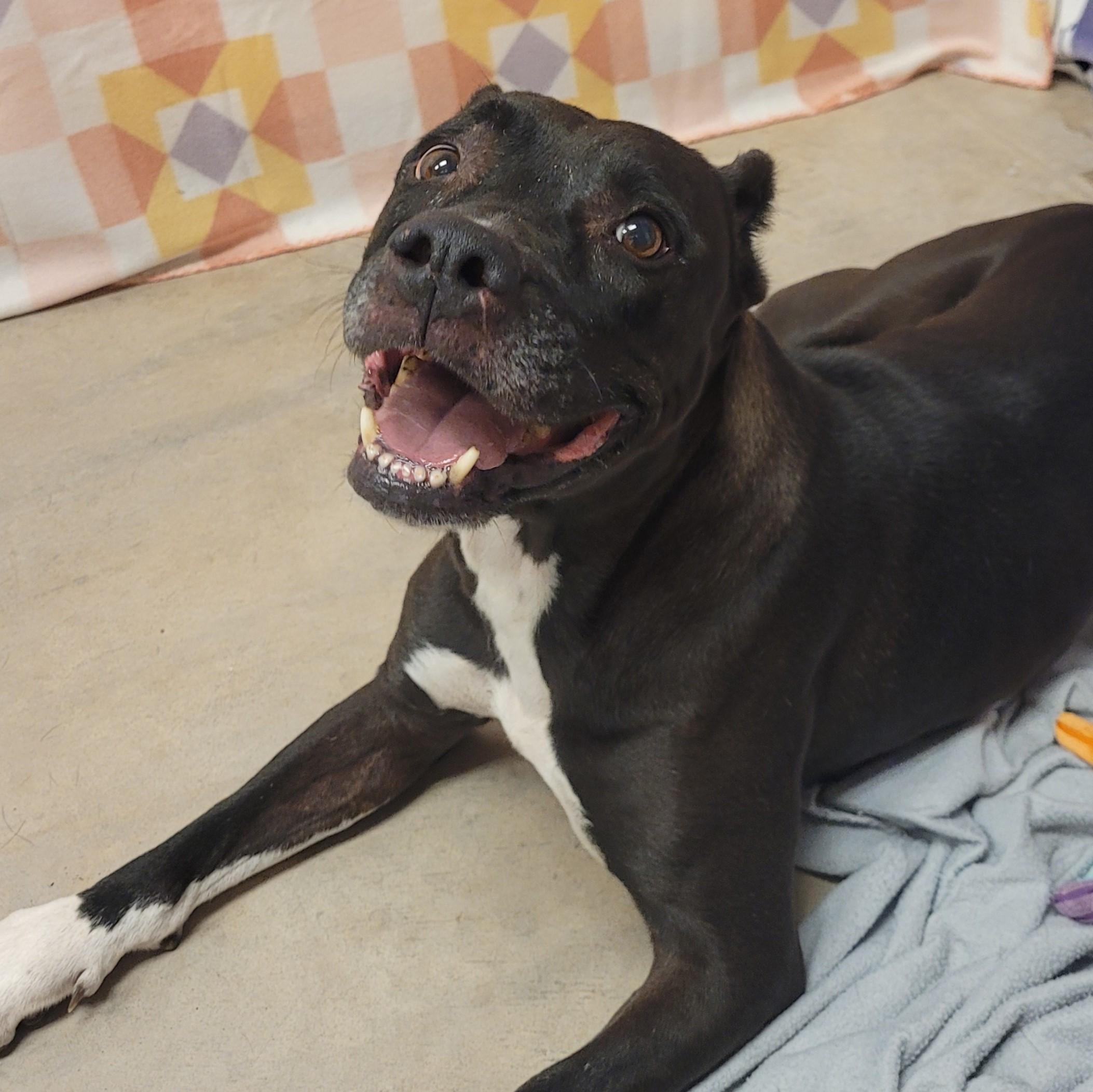 Enlarge Alma, a ADOPTABLE mixed breed in ALPINE, TX image 4/6