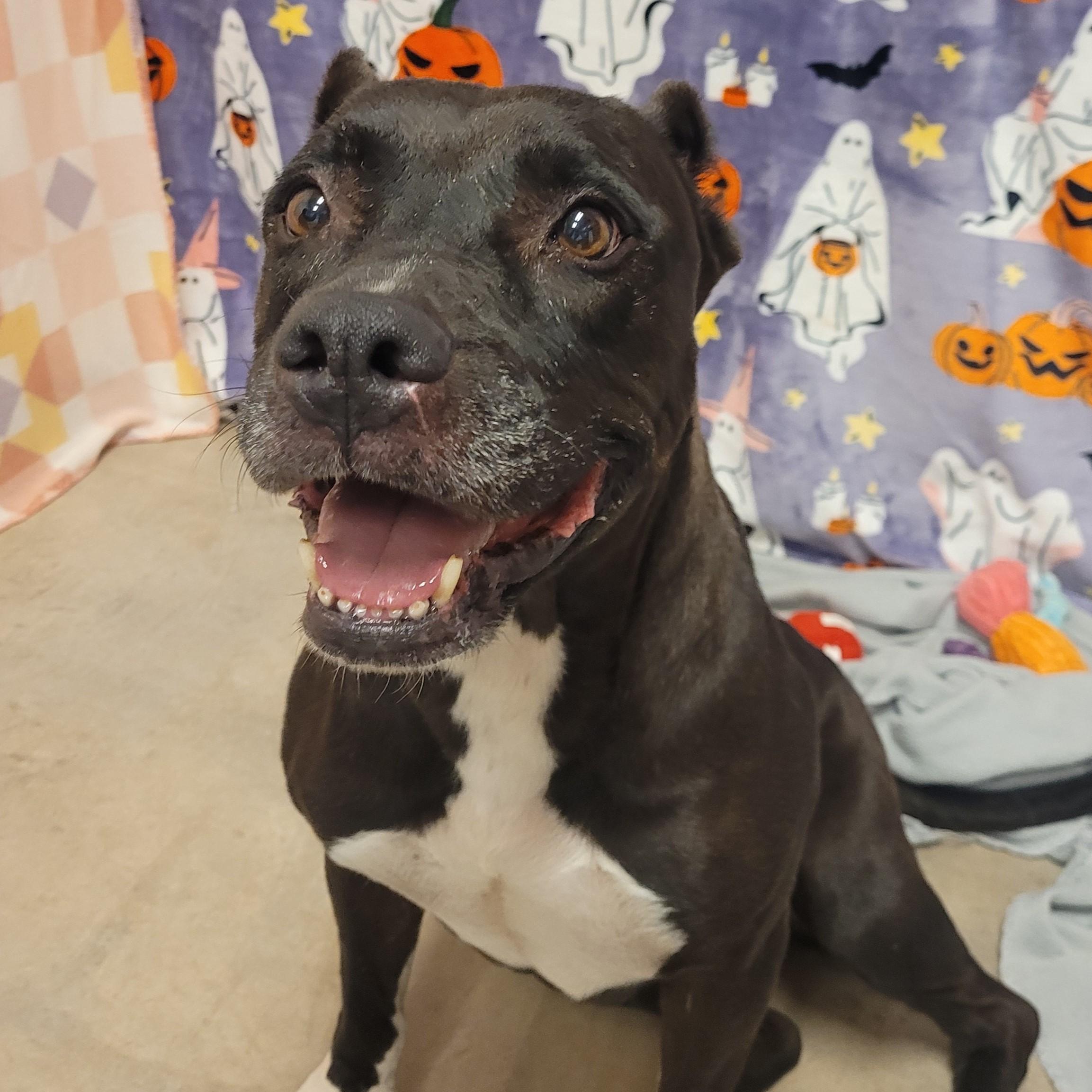 Enlarge Alma, a ADOPTABLE mixed breed in ALPINE, TX image 2/6