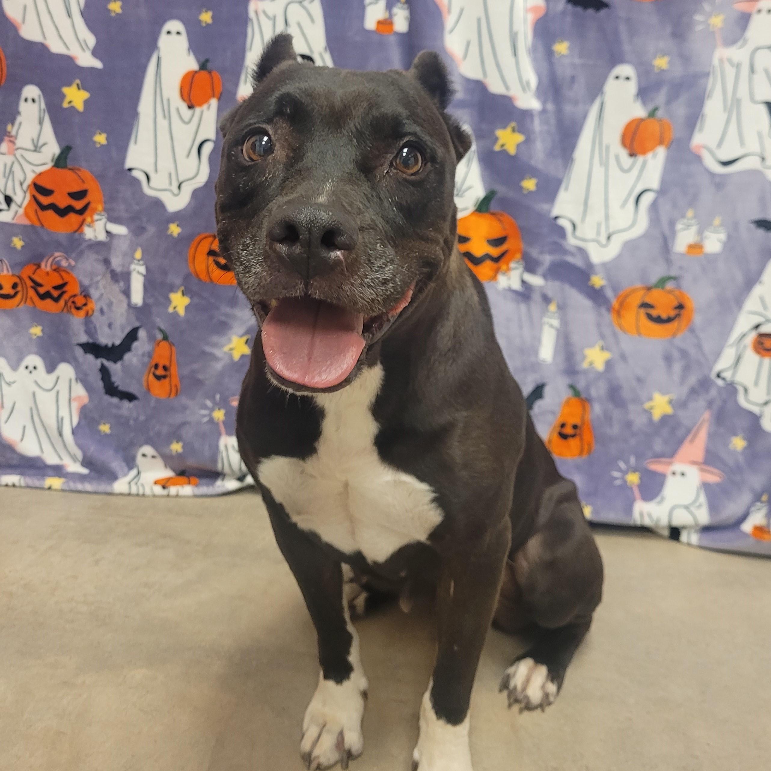 Enlarge Alma, a ADOPTABLE mixed breed in ALPINE, TX image 1/6