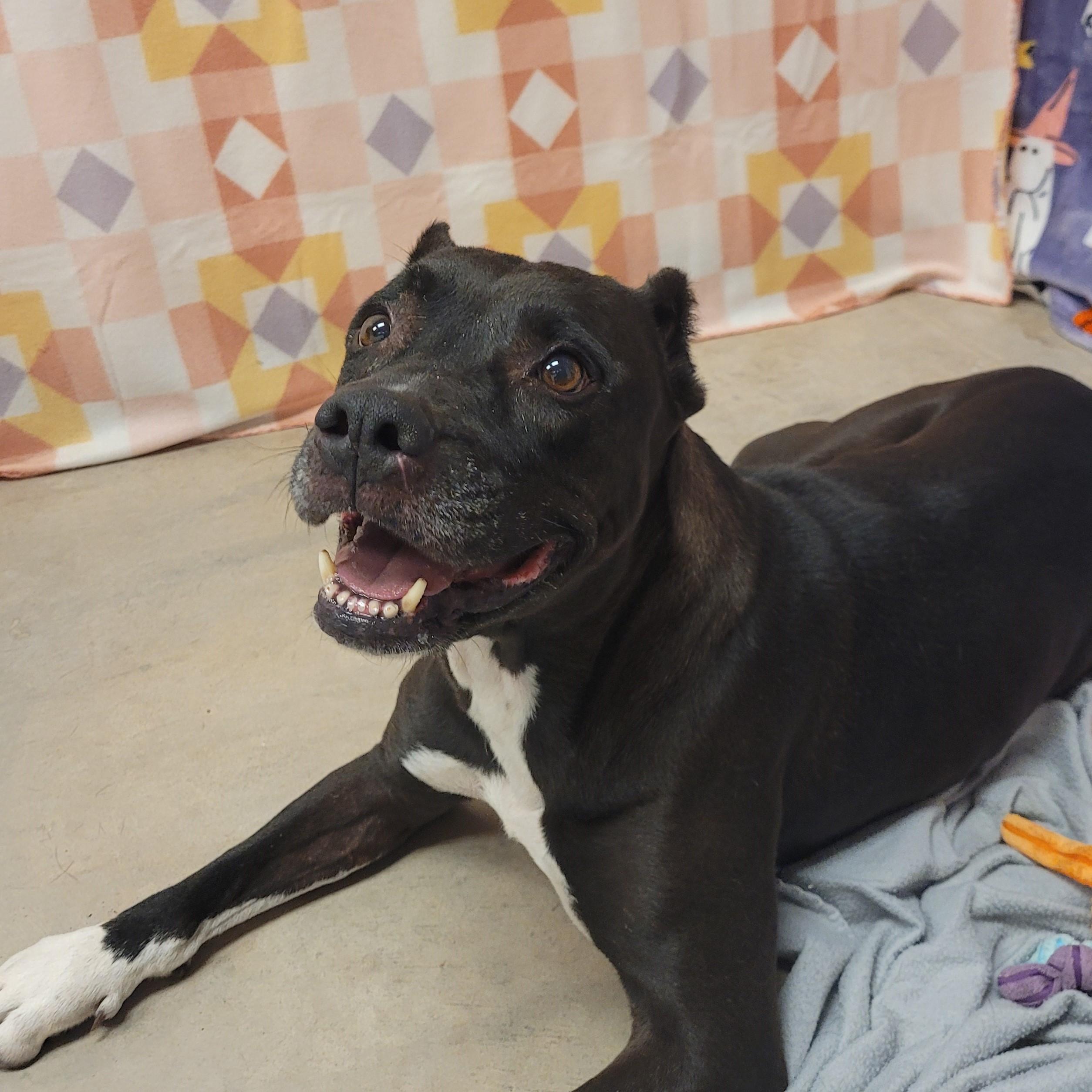 Enlarge Alma, a ADOPTABLE mixed breed in ALPINE, TX image 6/6