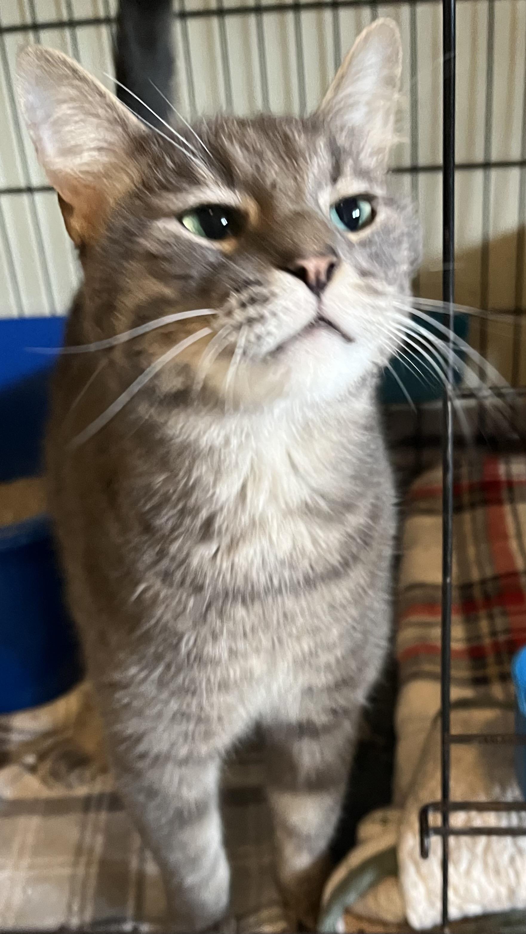 Opta, Adoptable, Adult Male Domestic Short Hair.