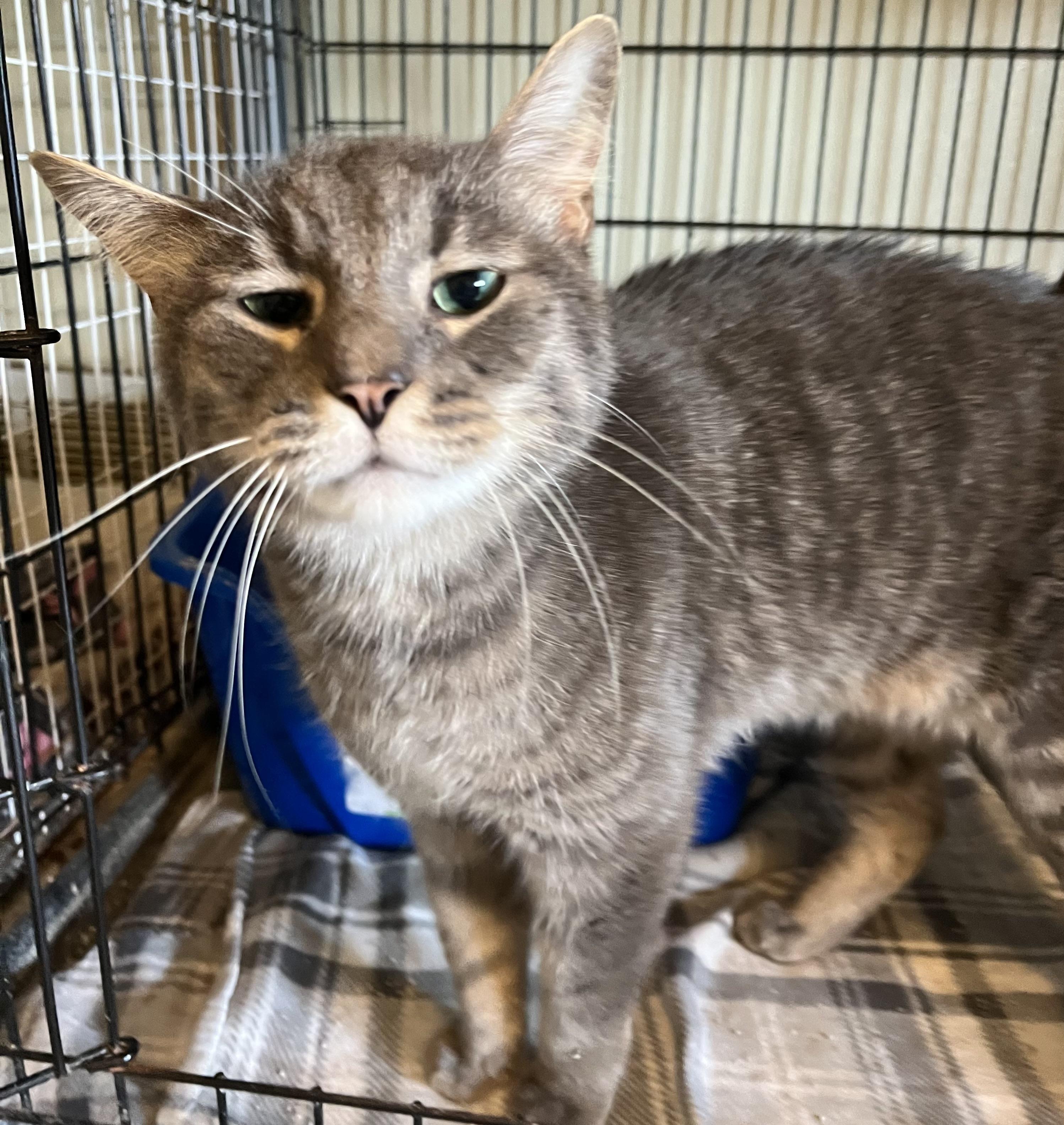 Enlarge Opta, a Adoptable Domestic Short Hair in Moline, IL image 2/4