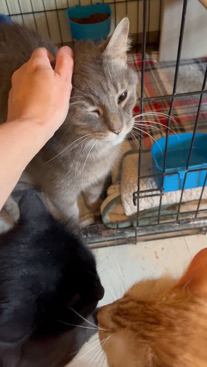 Enlarge Opta, a Adoptable Domestic Short Hair in Moline, IL video 4/4