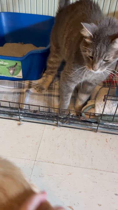 Enlarge Opta, a Adoptable Domestic Short Hair in Moline, IL video 3/4