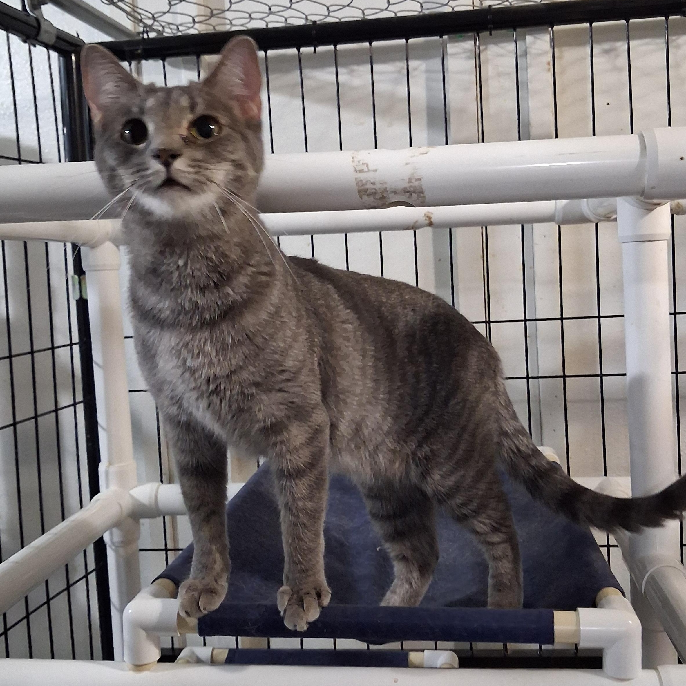 Marsha, Adoptable, Young Female Domestic Short Hair.