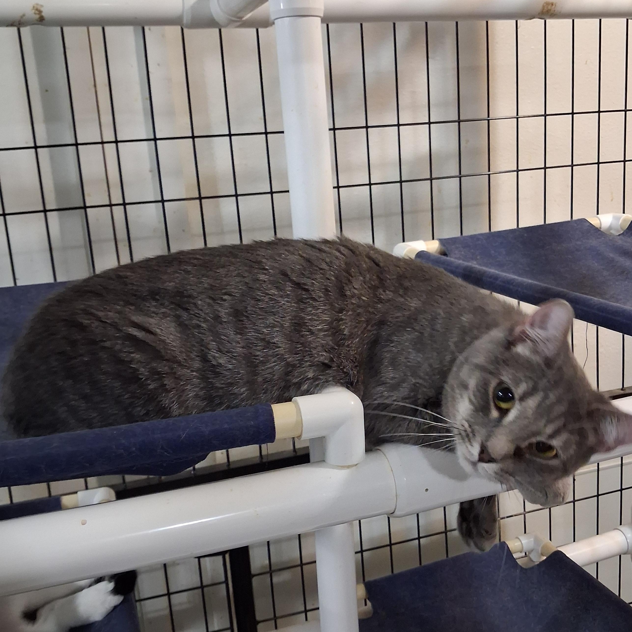 Enlarge Marsha, a Adoptable Domestic Short Hair in Iowa Falls, IA image 3/3