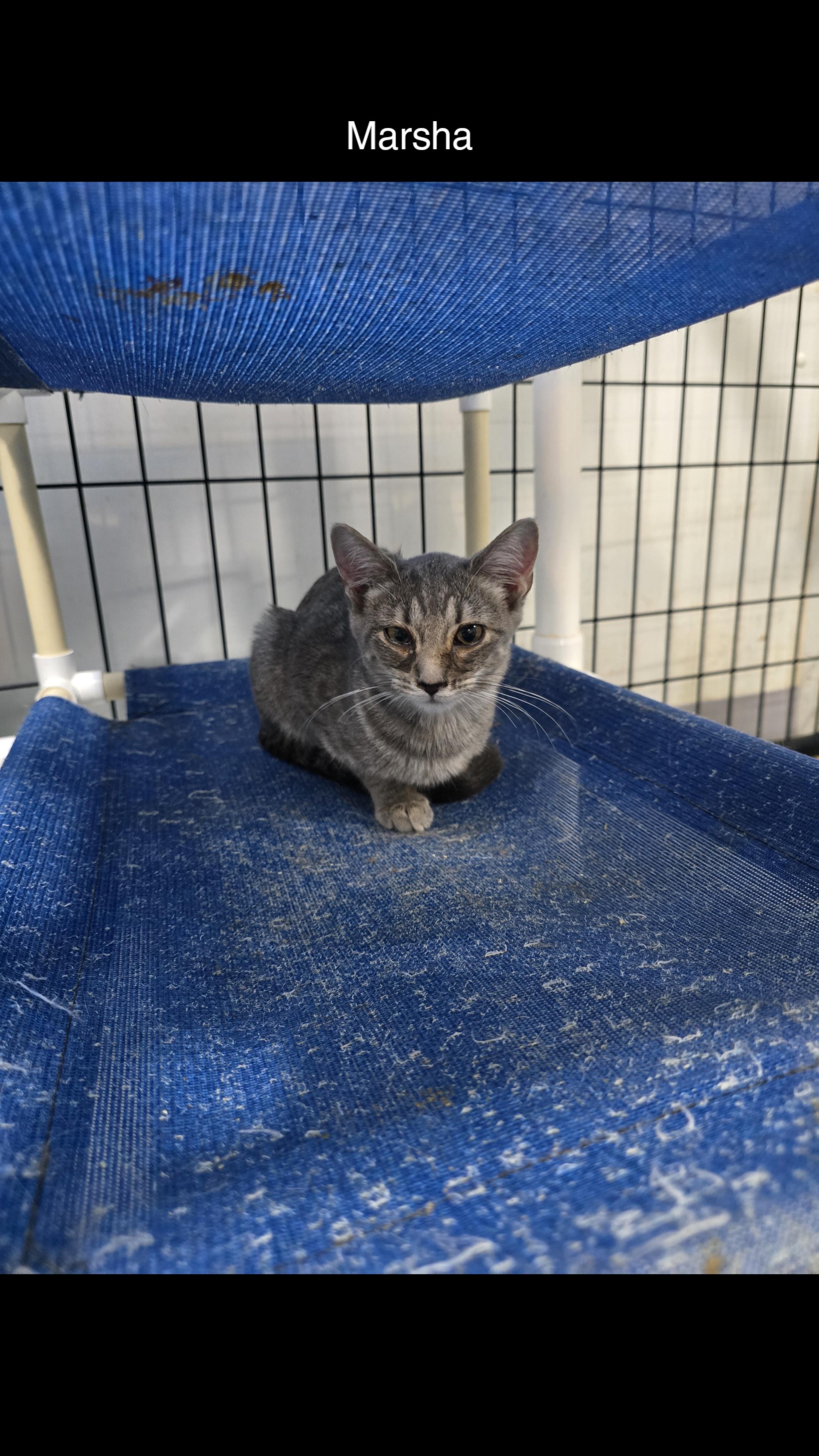 Marsha, Adoptable, Young Female Domestic Short Hair.