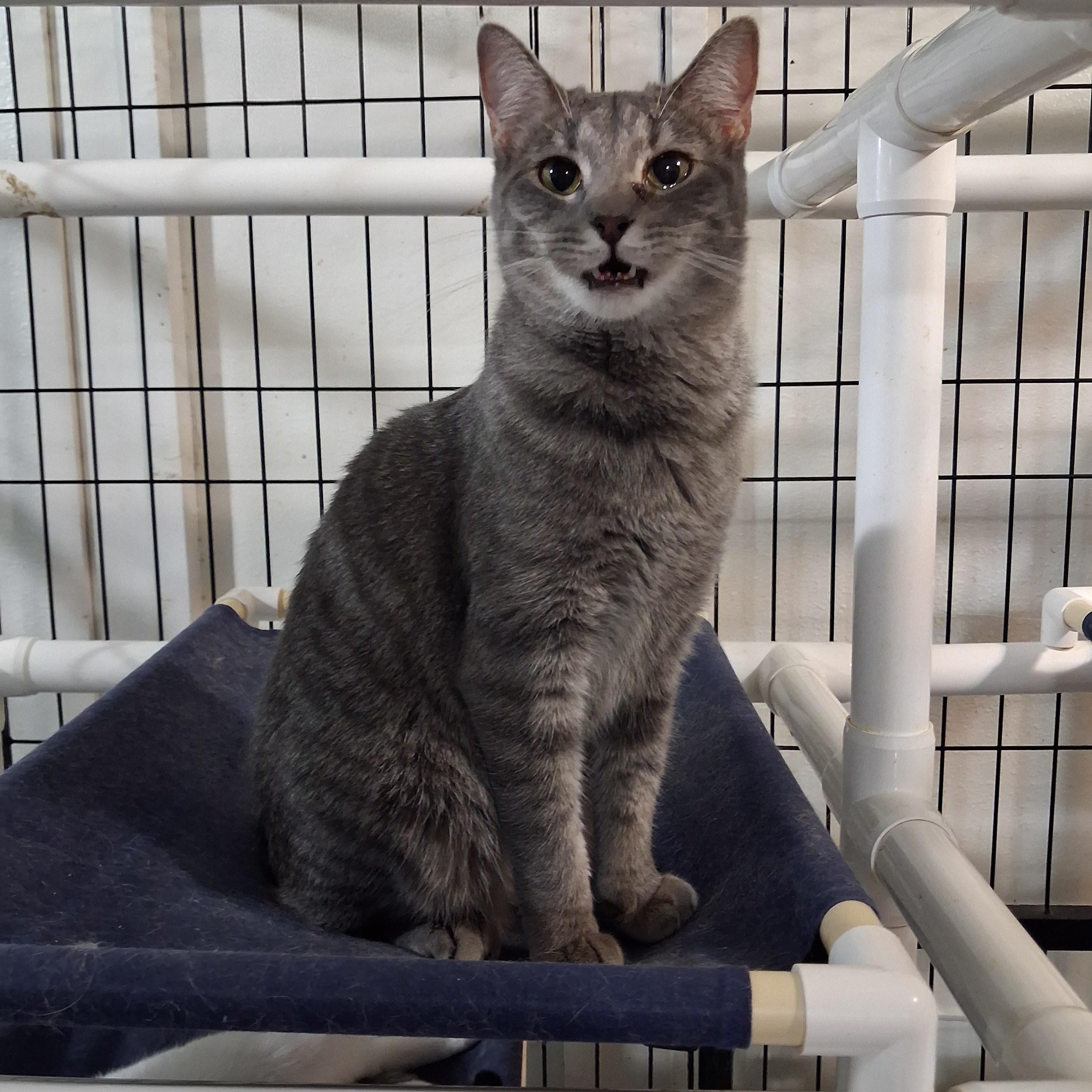 Enlarge Marsha, a Adoptable Domestic Short Hair in Iowa Falls, IA image 2/3