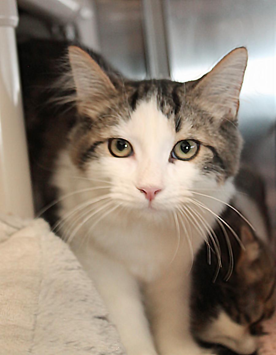 Enlarge MONARCH (very serious kitten), a Adoptable Domestic Short Hair in Huntly, IL image 2/2