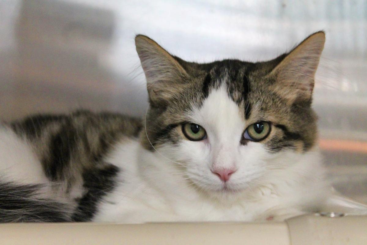 Enlarge MONARCH (Sweet Boy) , a Adoptable Domestic Short Hair in Wyandotte, MI image 4/4