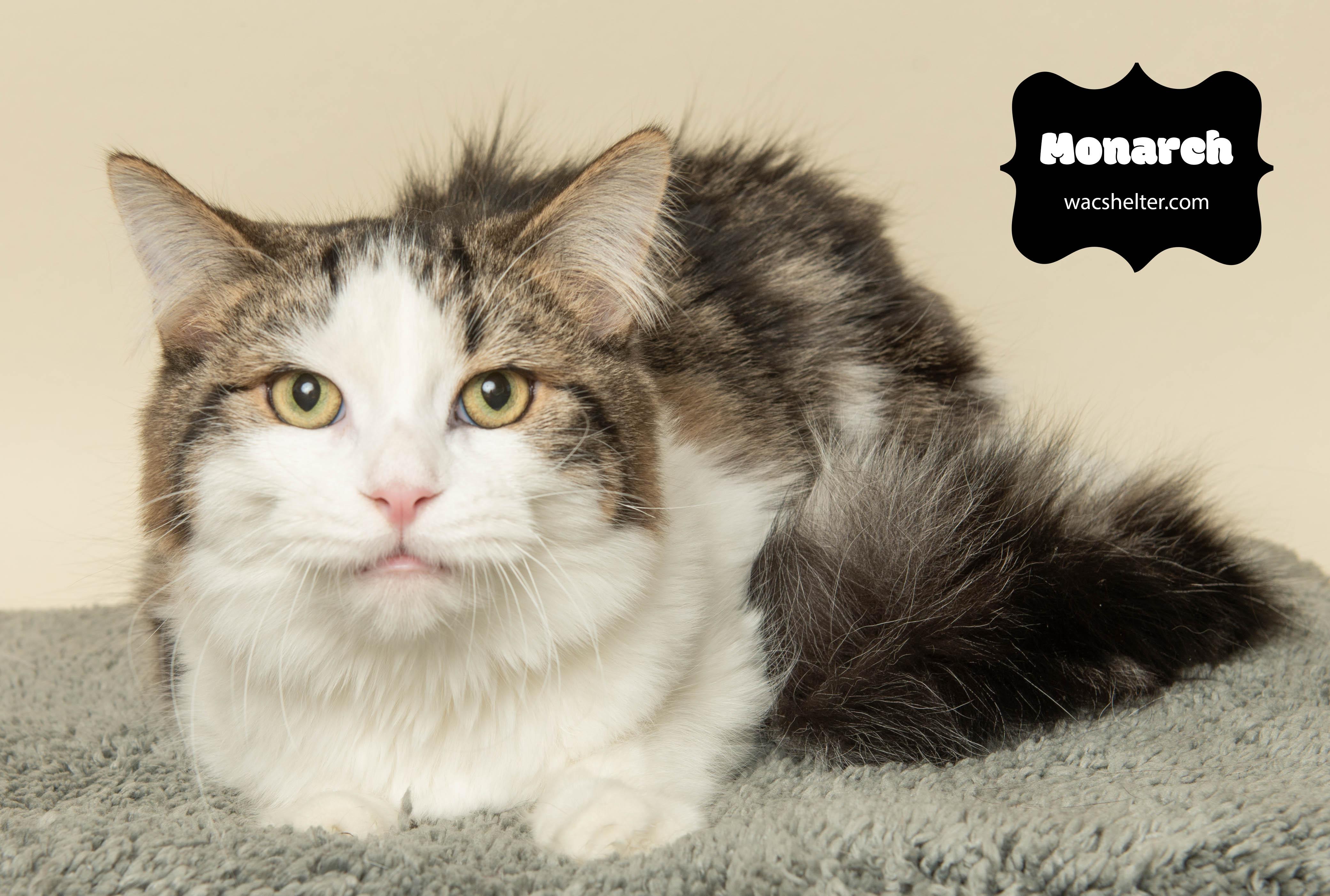 Enlarge MONARCH (Sweet Boy) , a Adoptable Domestic Short Hair in Wyandotte, MI image 3/4