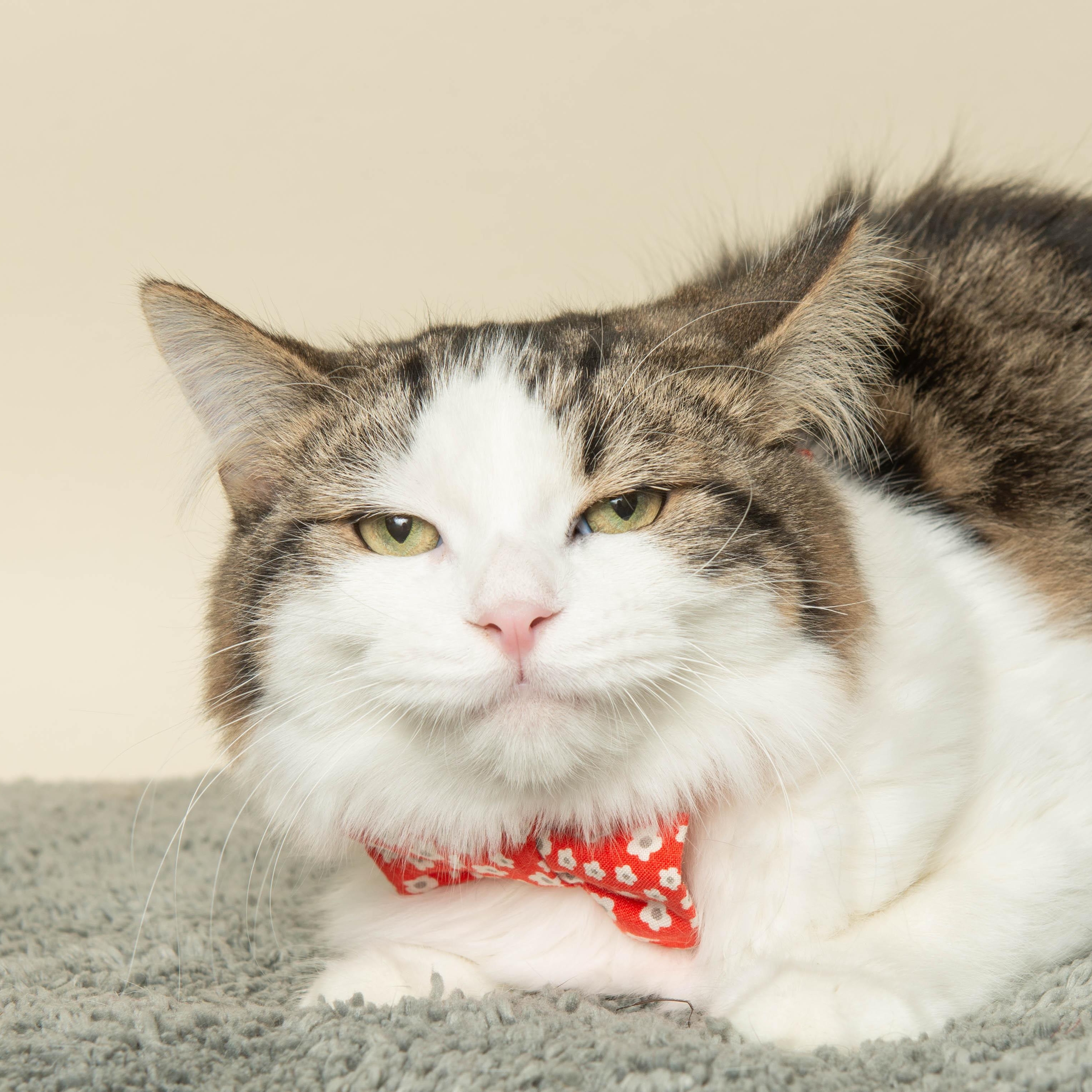 Enlarge MONARCH (Sweet Boy) , a Adoptable Domestic Short Hair in Wyandotte, MI image 1/4