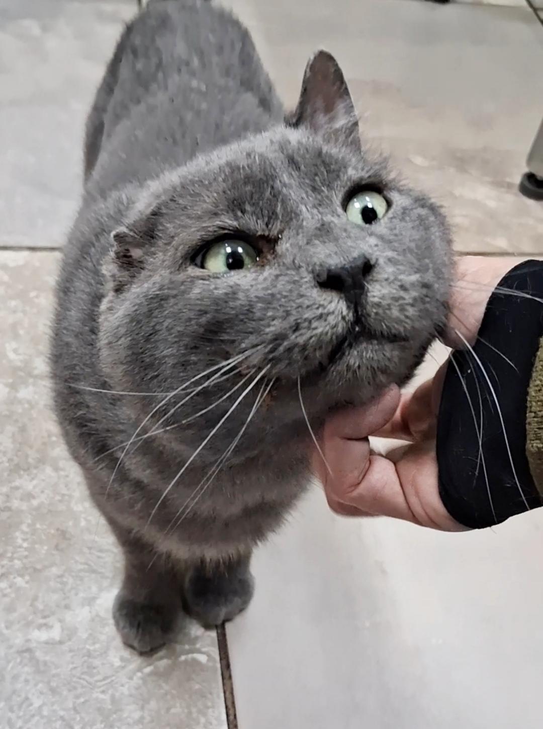 Vincent Van Meow thumbnail 3