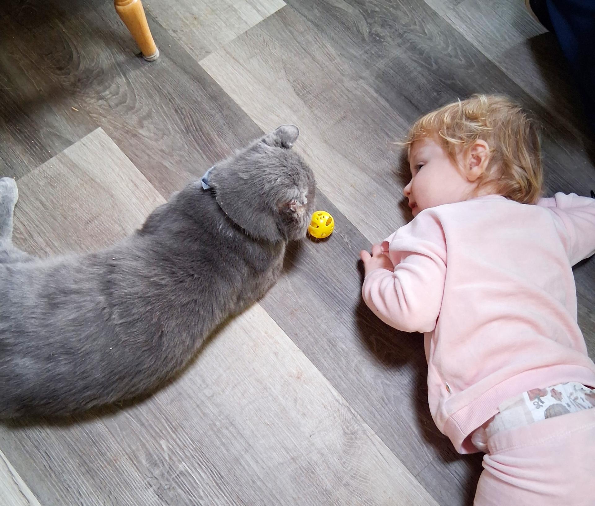 Vincent Van Meow thumbnail 4