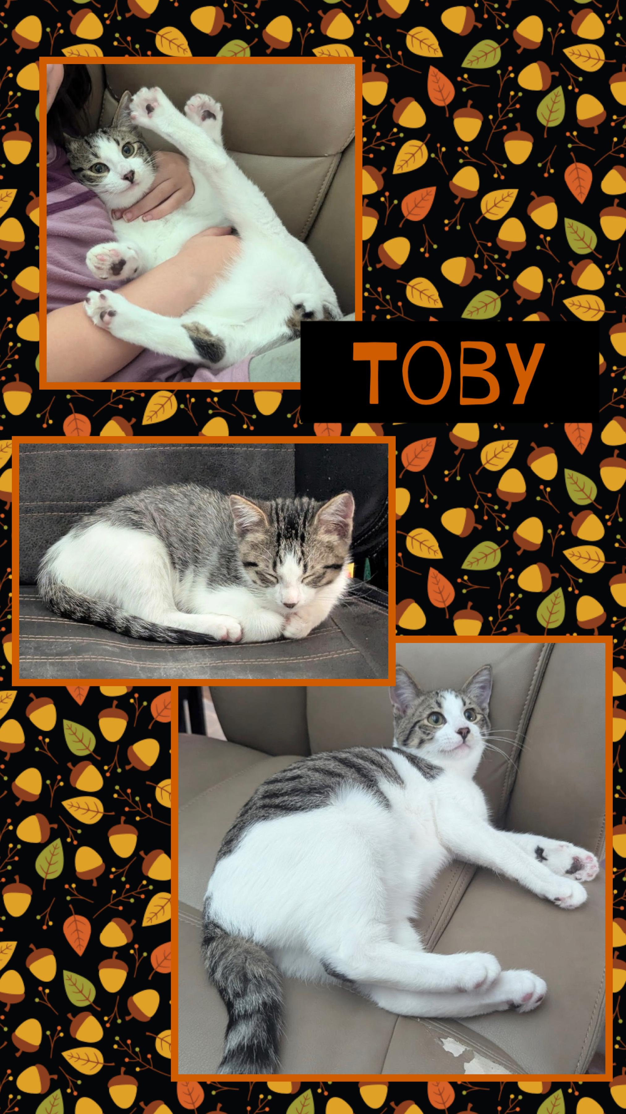 Toby, an adoptable Domestic Short Hair in Kearney, NE, 68845 | Photo Image 1