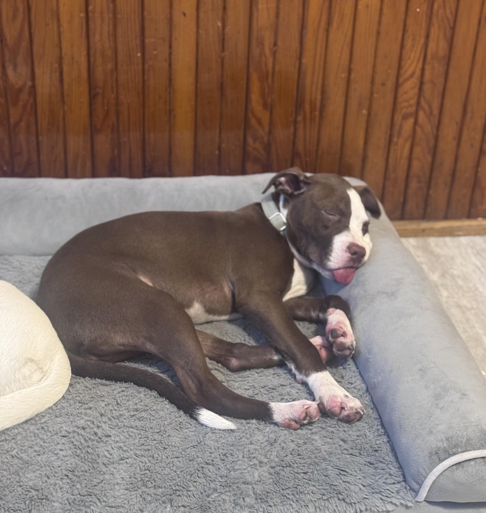 Basil (LK-fostered in New England)
