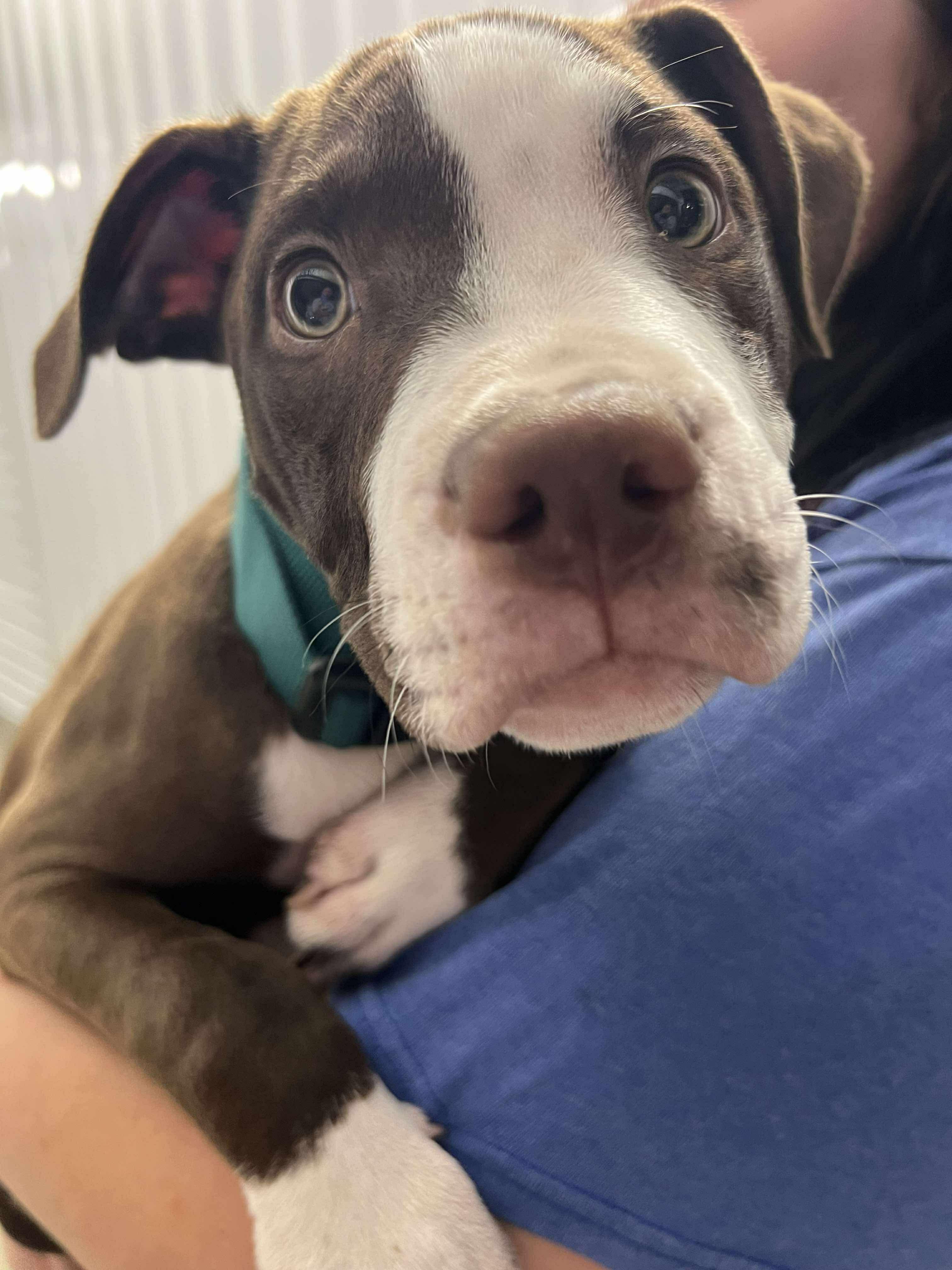 Basil (LK-fostered in New England)