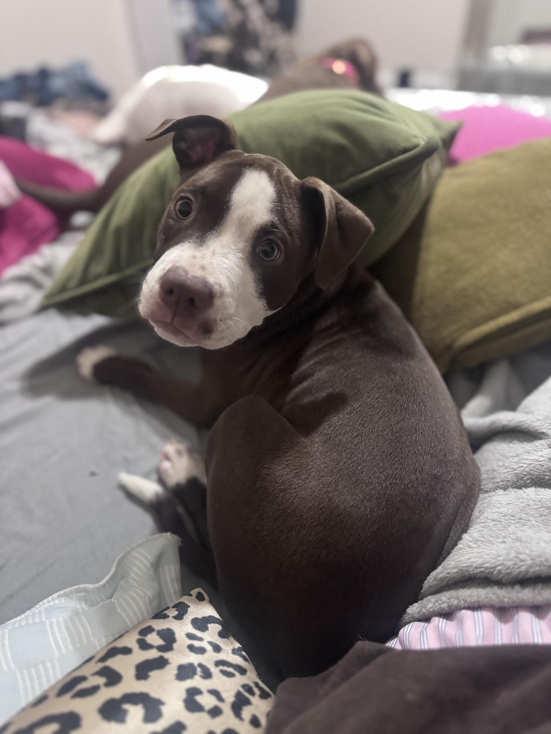Basil (LK-fostered in New England)