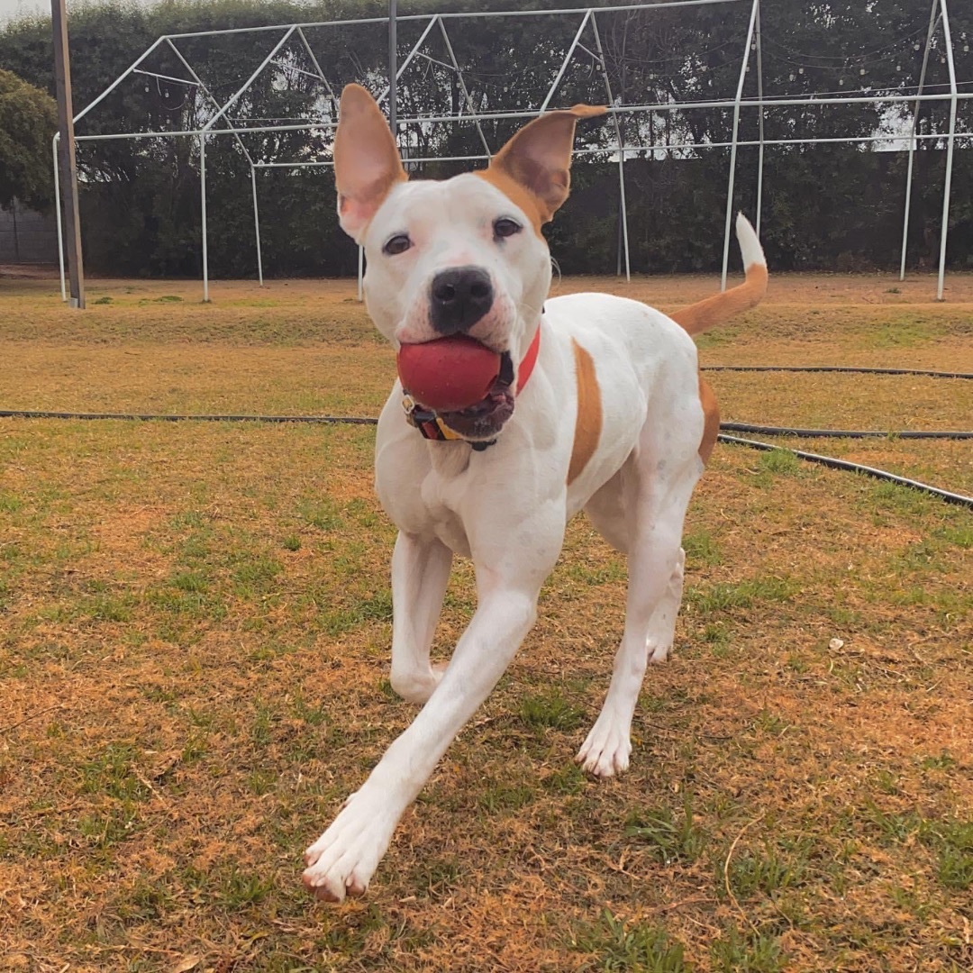 Dog for adoption Dani, a Pit Bull Terrier & American Staffordshire Terrier Mix in Peoria, AZ