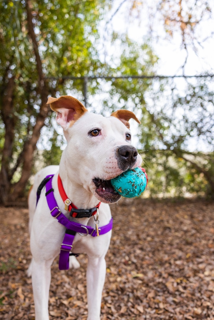 Dani, a Adoptable mixed breed in Peoria, AZ image 2/12