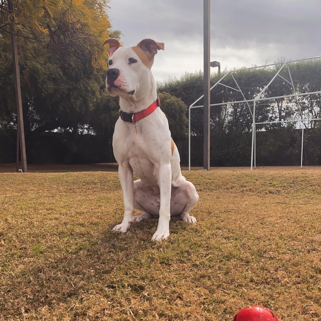 Dani, a Adoptable mixed breed in Peoria, AZ image 3/12
