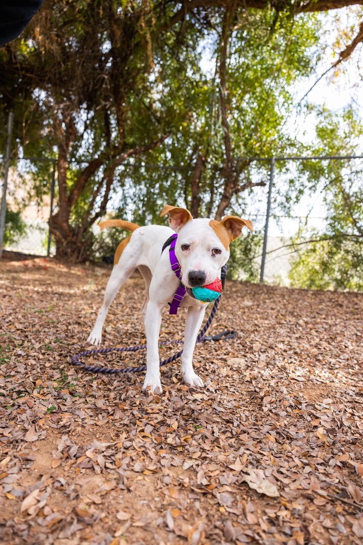 Dani, a Adoptable mixed breed in Peoria, AZ image 4/12