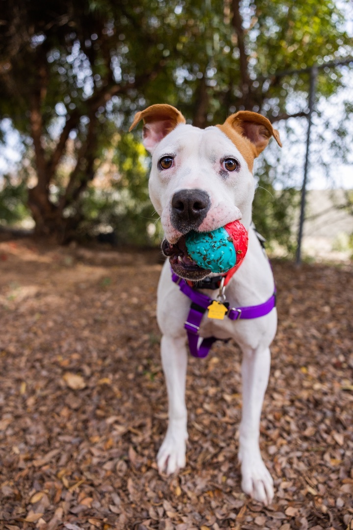 Dani, a Adoptable mixed breed in Peoria, AZ image 5/12