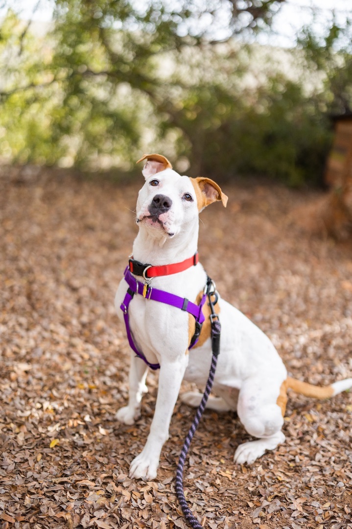 Dani, a Adoptable mixed breed in Peoria, AZ image 6/12