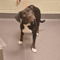 Vick, Adoptable, Adult Male Pit Bull Terrier.