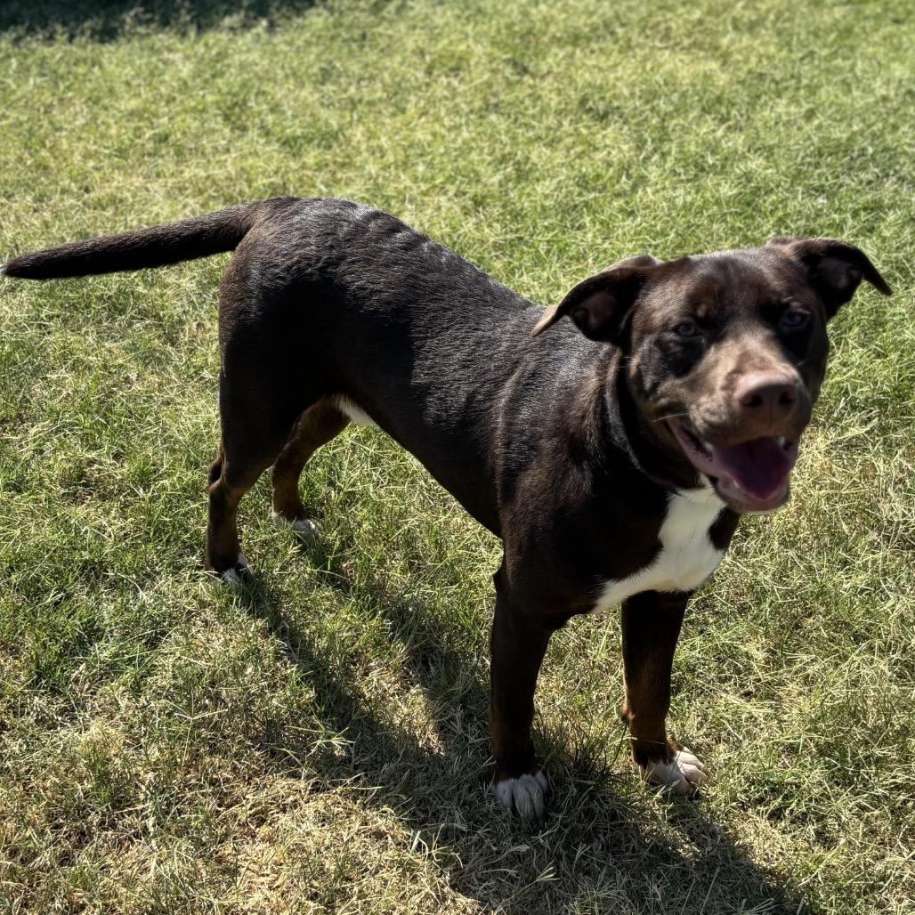 Vick, a Adoptable Pit Bull Terrier in Norman, OK image 2/3