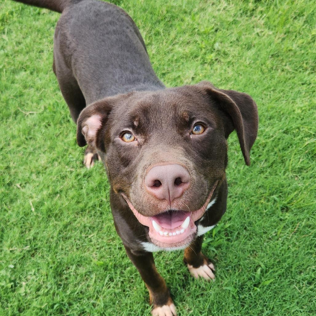Vick, a Adoptable Pit Bull Terrier in Norman, OK image 3/3
