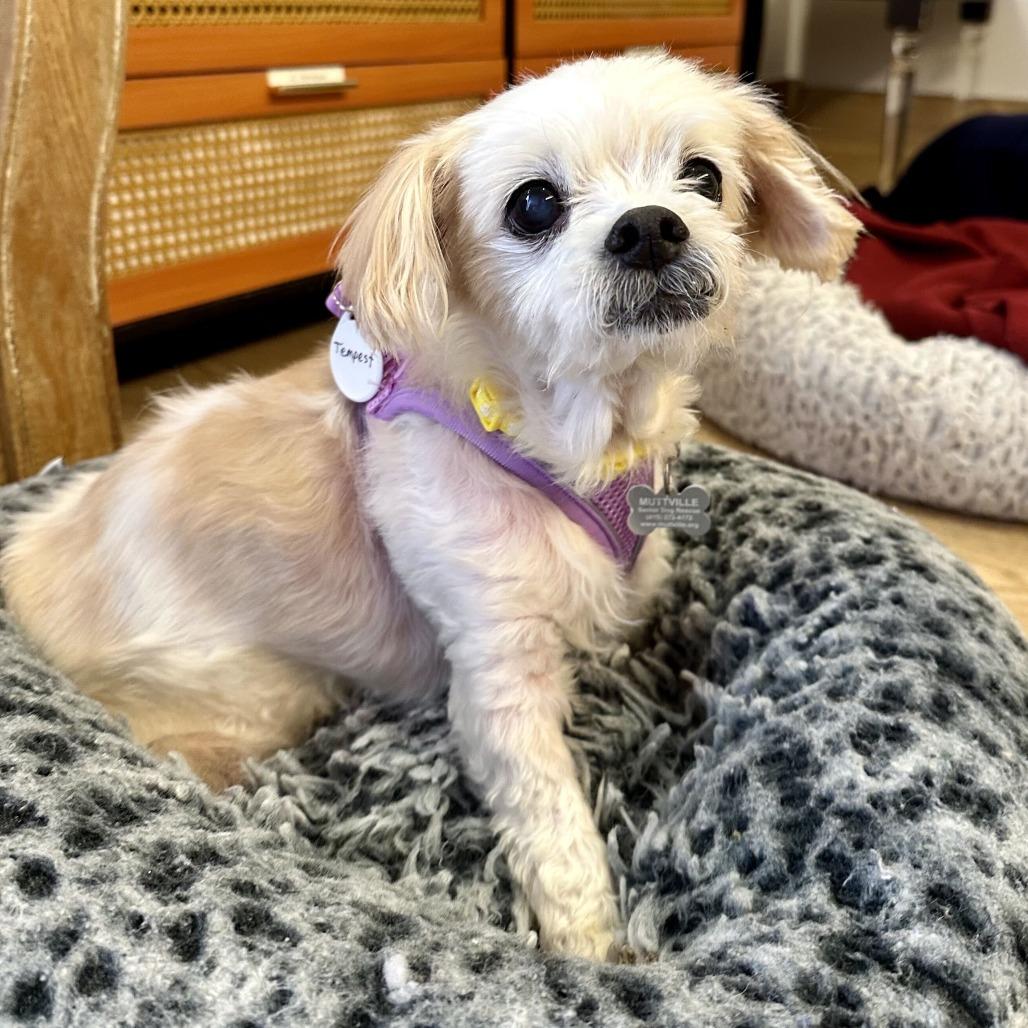 Tempest 14501, Adoptable, Senior Female Maltese.