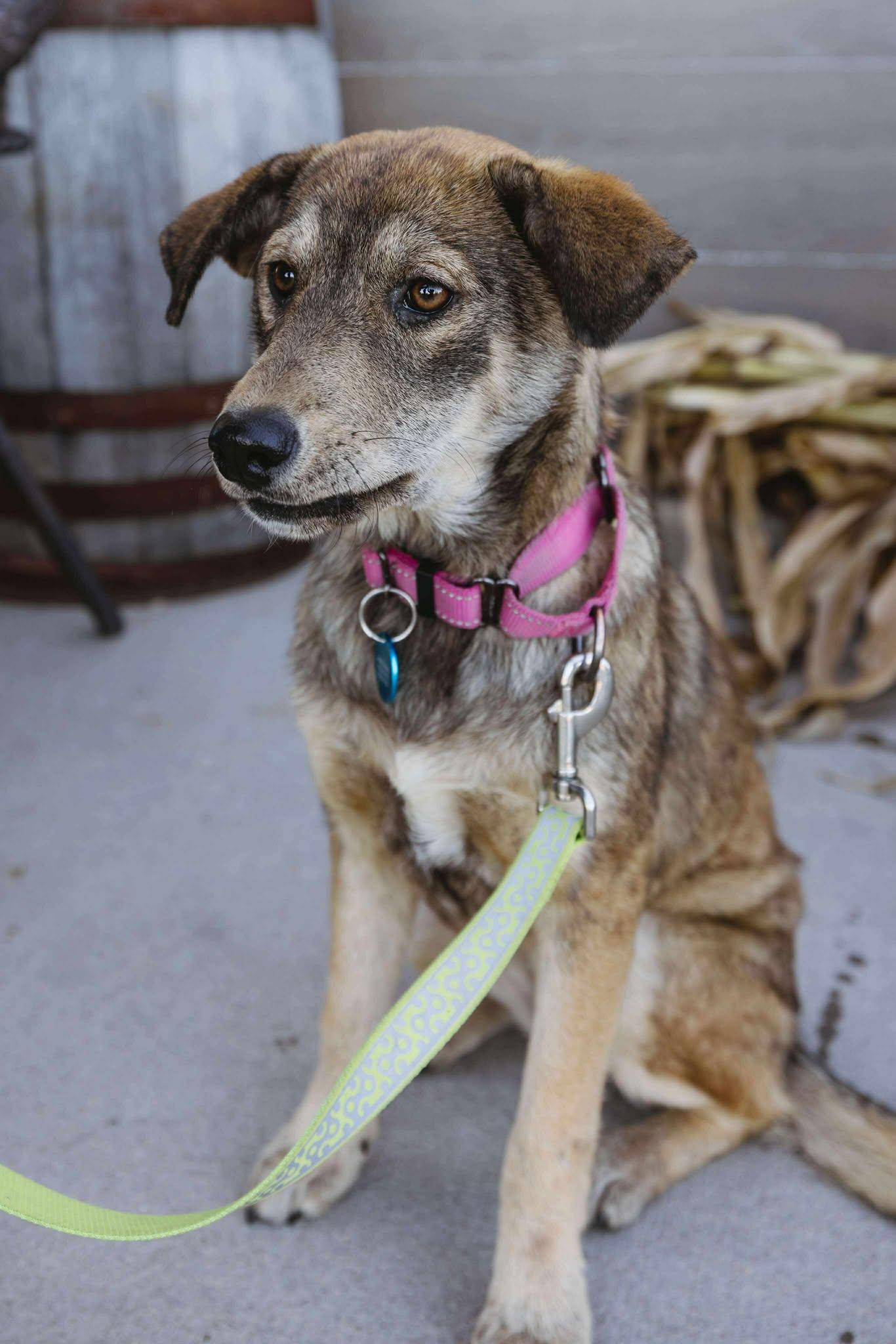 Fern, an adoptable Mixed Breed in Oacoma, SD, 57365 | Photo Image 5