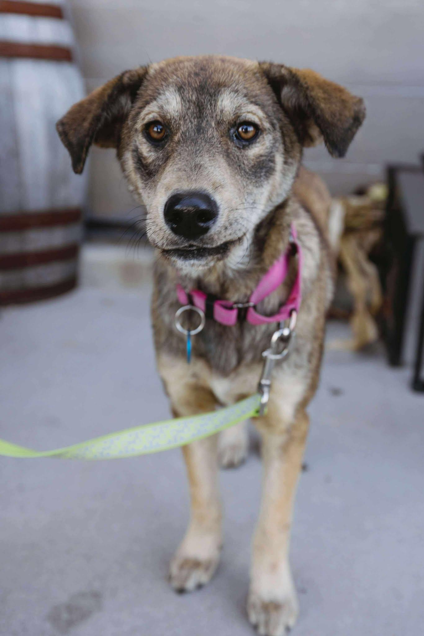 Fern, an adoptable Mixed Breed in Oacoma, SD, 57365 | Photo Image 1