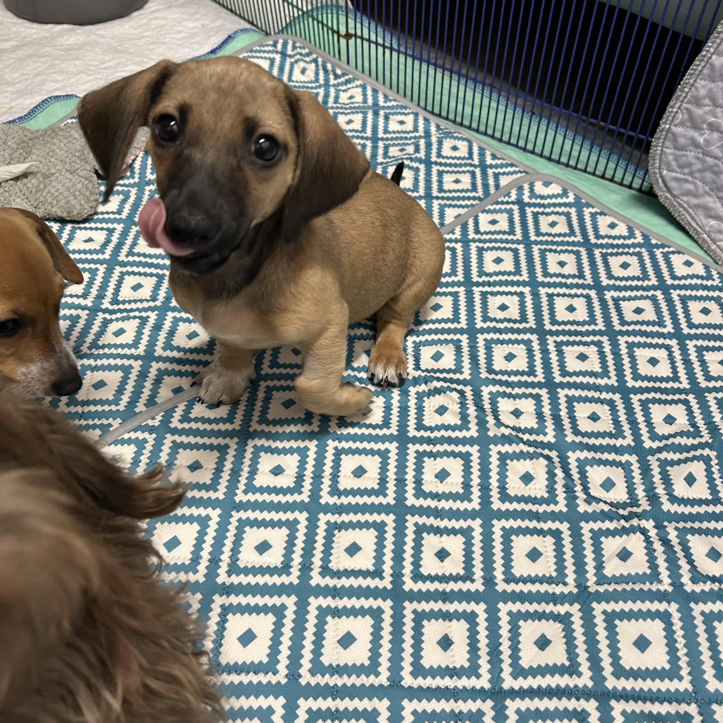 Brik, Adopted, Puppy Male Miniature Dachshund.