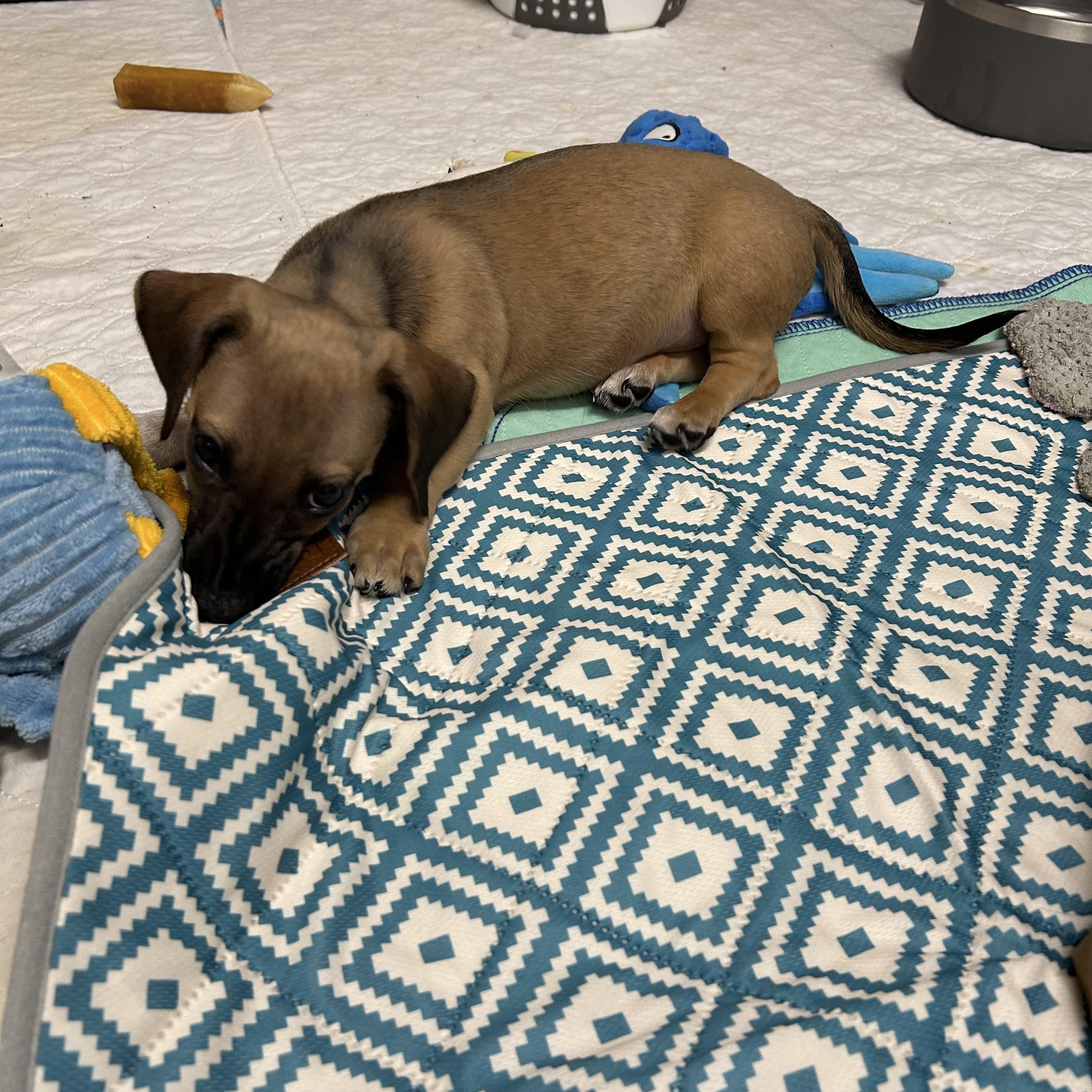 Enlarge Brik, a Adopted Miniature Dachshund in Chickasha, OK image 3/3