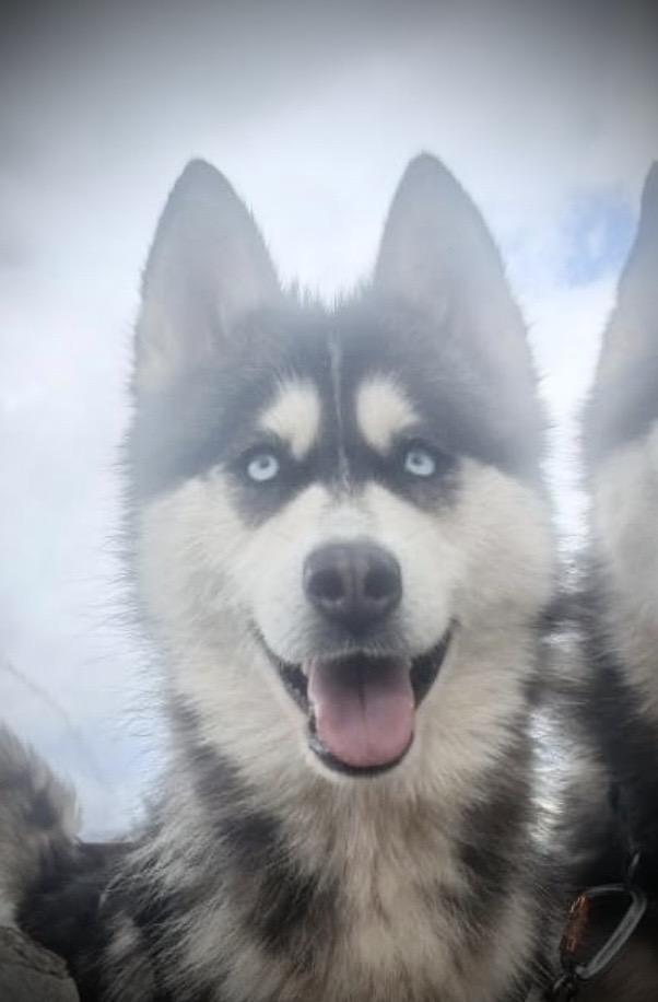 Luna, ADOPTABLE, Young Female Siberian Husky.