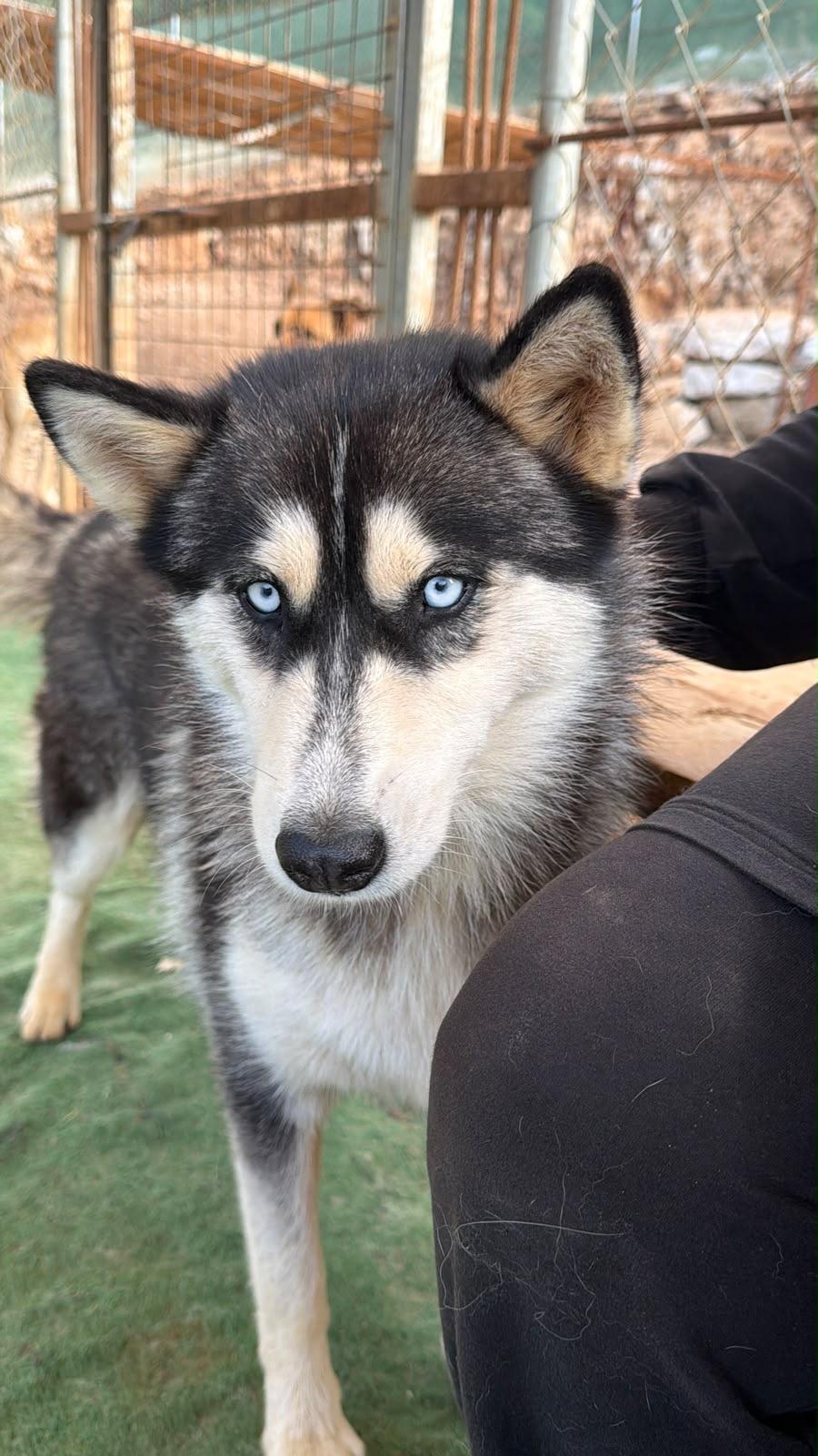Enlarge Luna, a Adoptable Siberian Husky in Issaquah, WA image 2/5