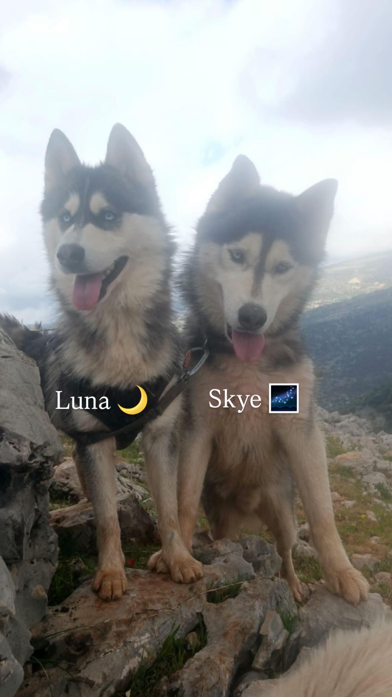 Enlarge Luna, a ADOPTABLE Siberian Husky in Issaquah, WA image 3/4