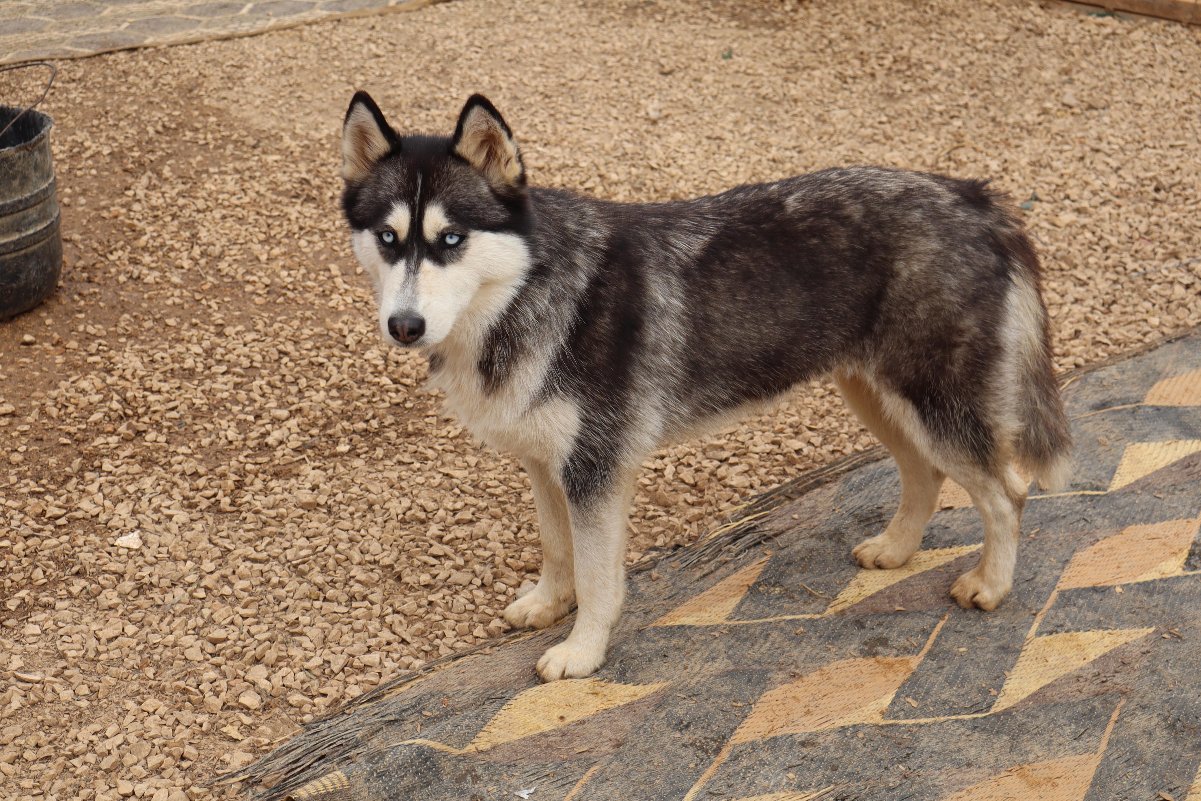 Enlarge Luna, a ADOPTABLE Siberian Husky in Issaquah, WA image 4/4