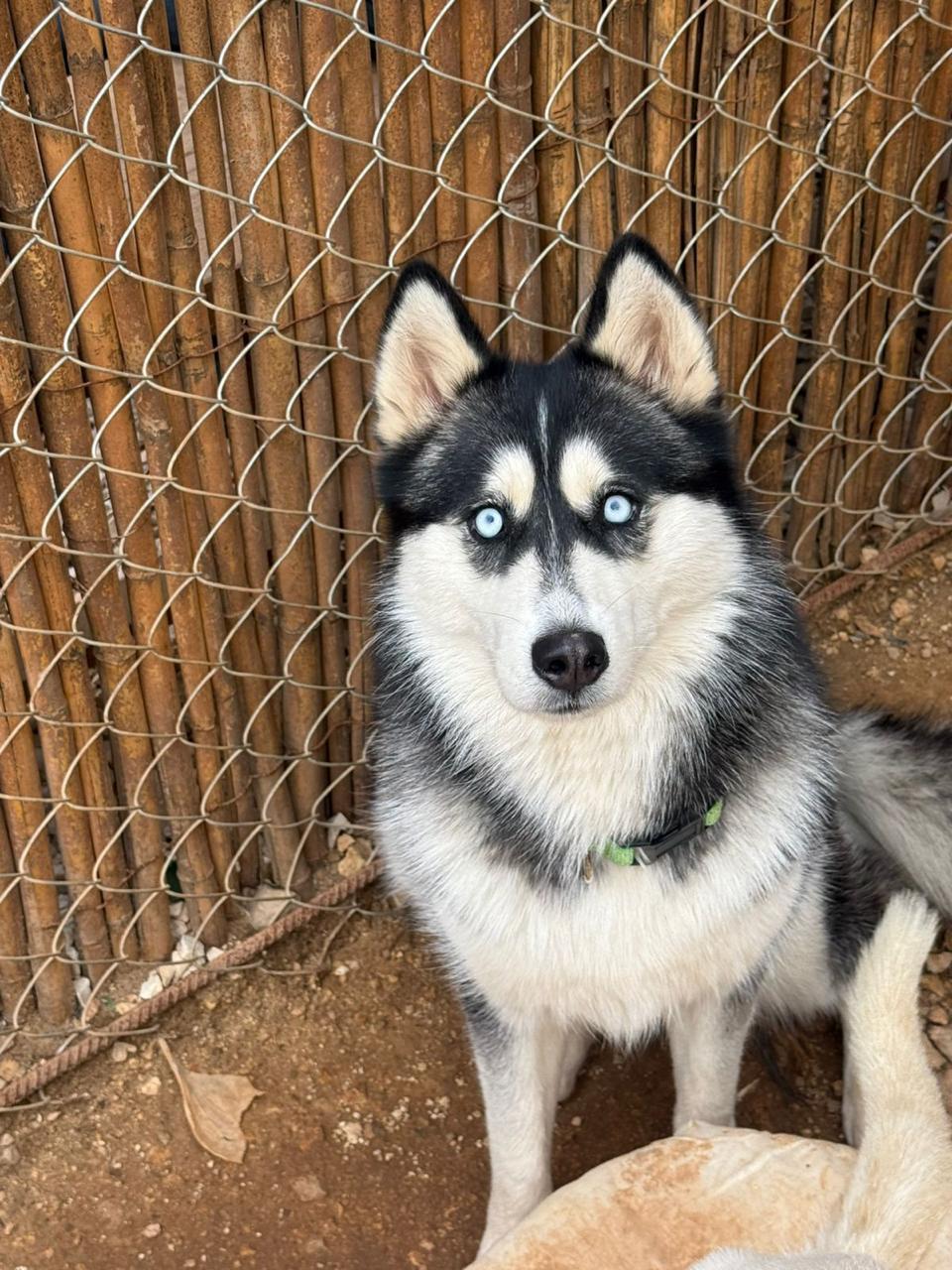 Enlarge Luna, a ADOPTABLE Siberian Husky in Issaquah, WA image 2/4