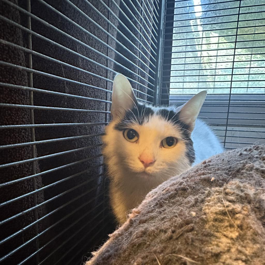 Enlarge Luna, a Adoptable Domestic Short Hair in Bellingham, WA image 1/3