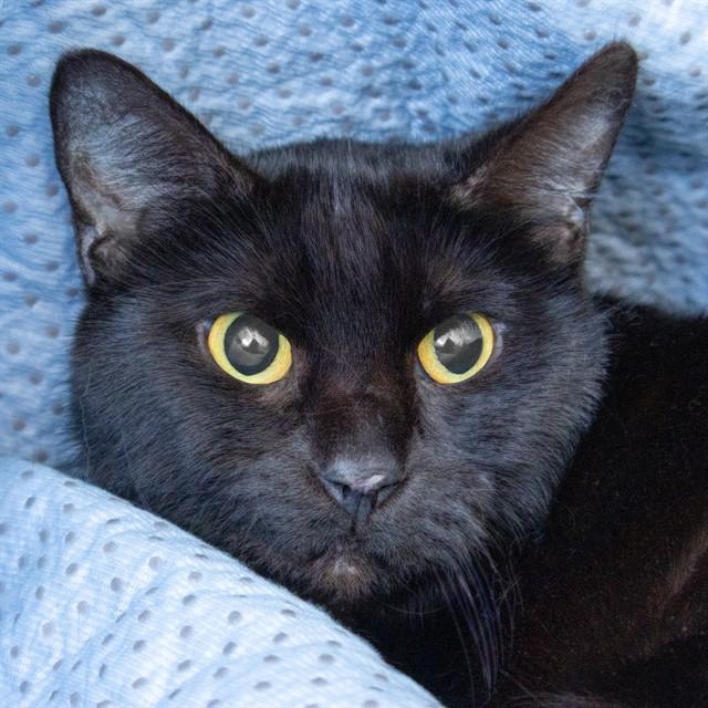 KENNEDY, Adoptable, Adult Female Domestic Short Hair.