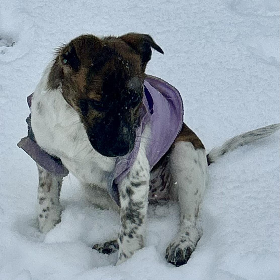 Delta Dawn thumbnail 2