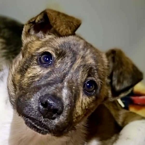 Delta Dawn thumbnail 3