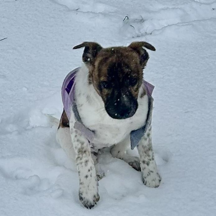 Delta Dawn thumbnail 4