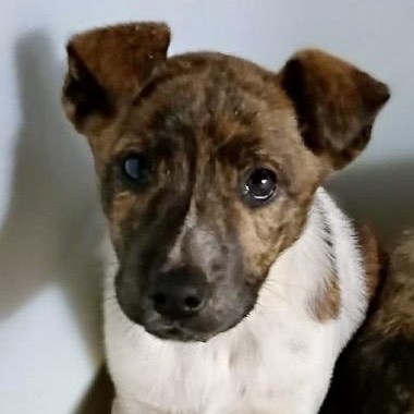 Delta Dawn thumbnail 5