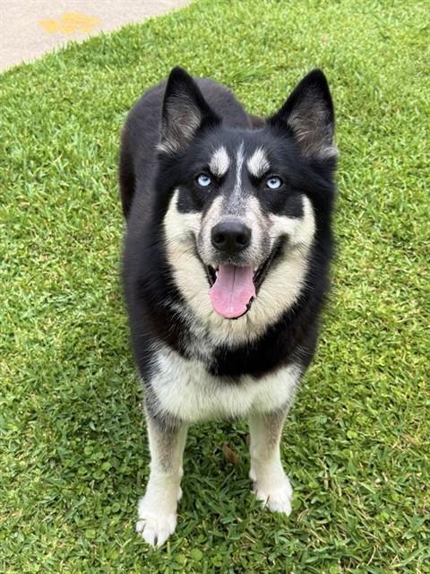 Enlarge AKIRA, a Adoptable Husky in Sugar Land, TX image 1/1